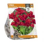 Baltus Tulipa Parrot Garden Fire tulpen bloembollen per 5 stuks